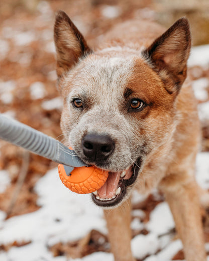 N-Gage Bungee Handler Dog Toy - Orange