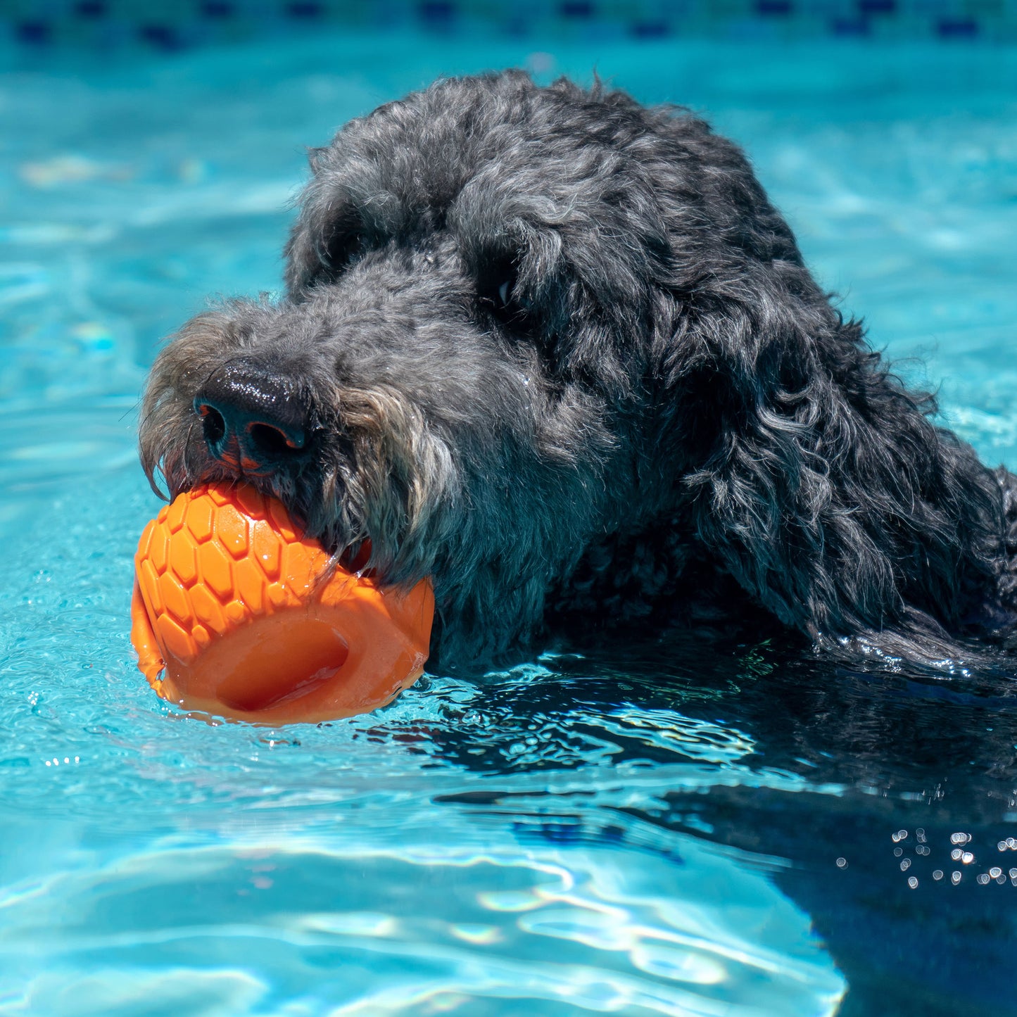 N-Gage Hydro Handler Regular Dog Toy - Orange