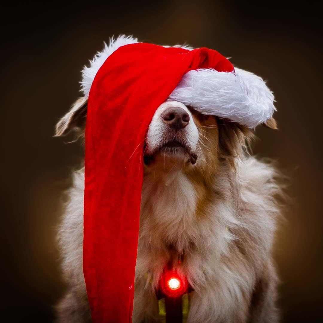 Orbiloc Dog Red Dual Safety Light