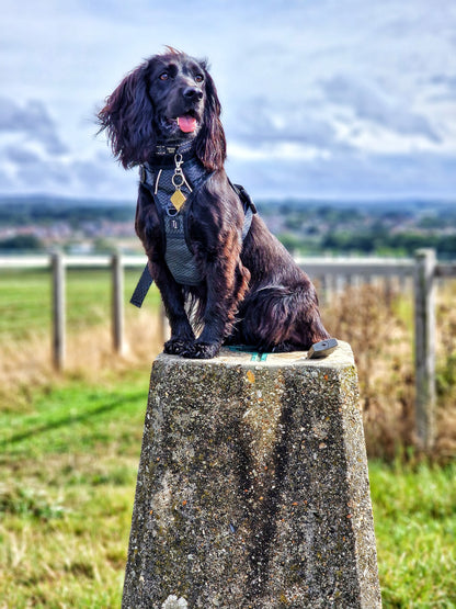 Twiggy Tags Adventure Petrichor Black Dog Harness