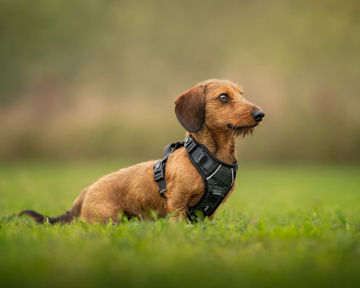 Twiggy Tags Adventure Petrichor Black Dog Harness