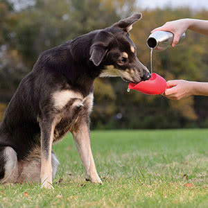 KONG H2O Stainless Steel Red Dog Water Bottle