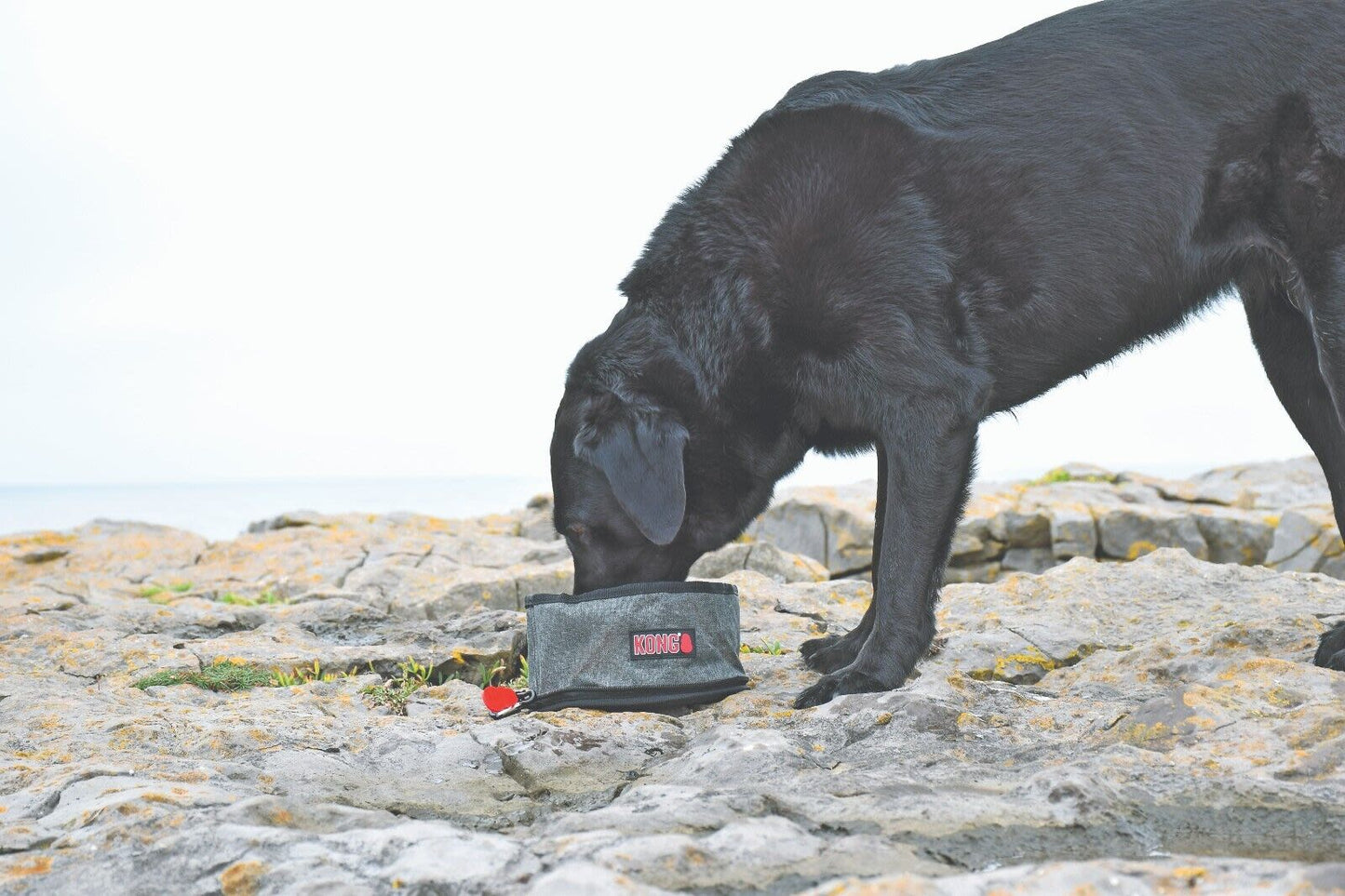 KONG Travel Fold-Up Dog Bowl