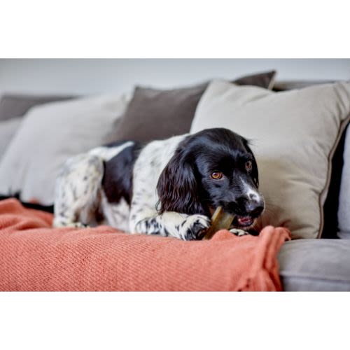 Yakers Adult Dog Chew Treats - Mint