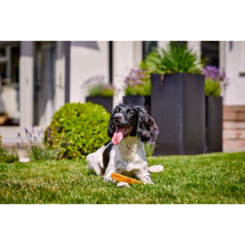 Yakers Adult Dog Chew Treats - Turmeric