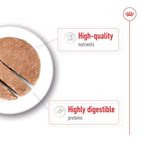 Royal Canin Maxi Adult Wet Dog Food in Loaf