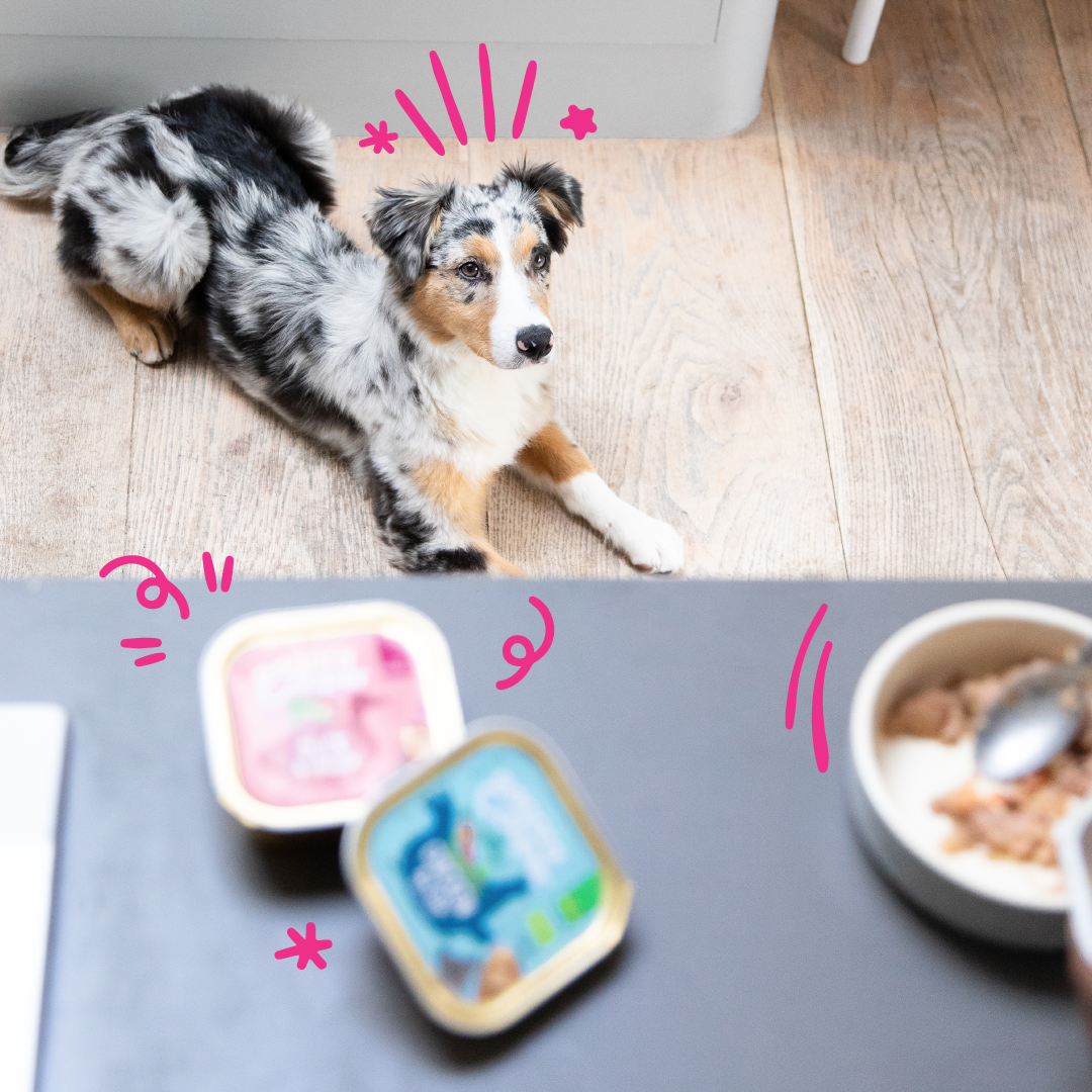 Edgard Cooper Grain Free Puppy Chicken & Fish Wet Dog Food