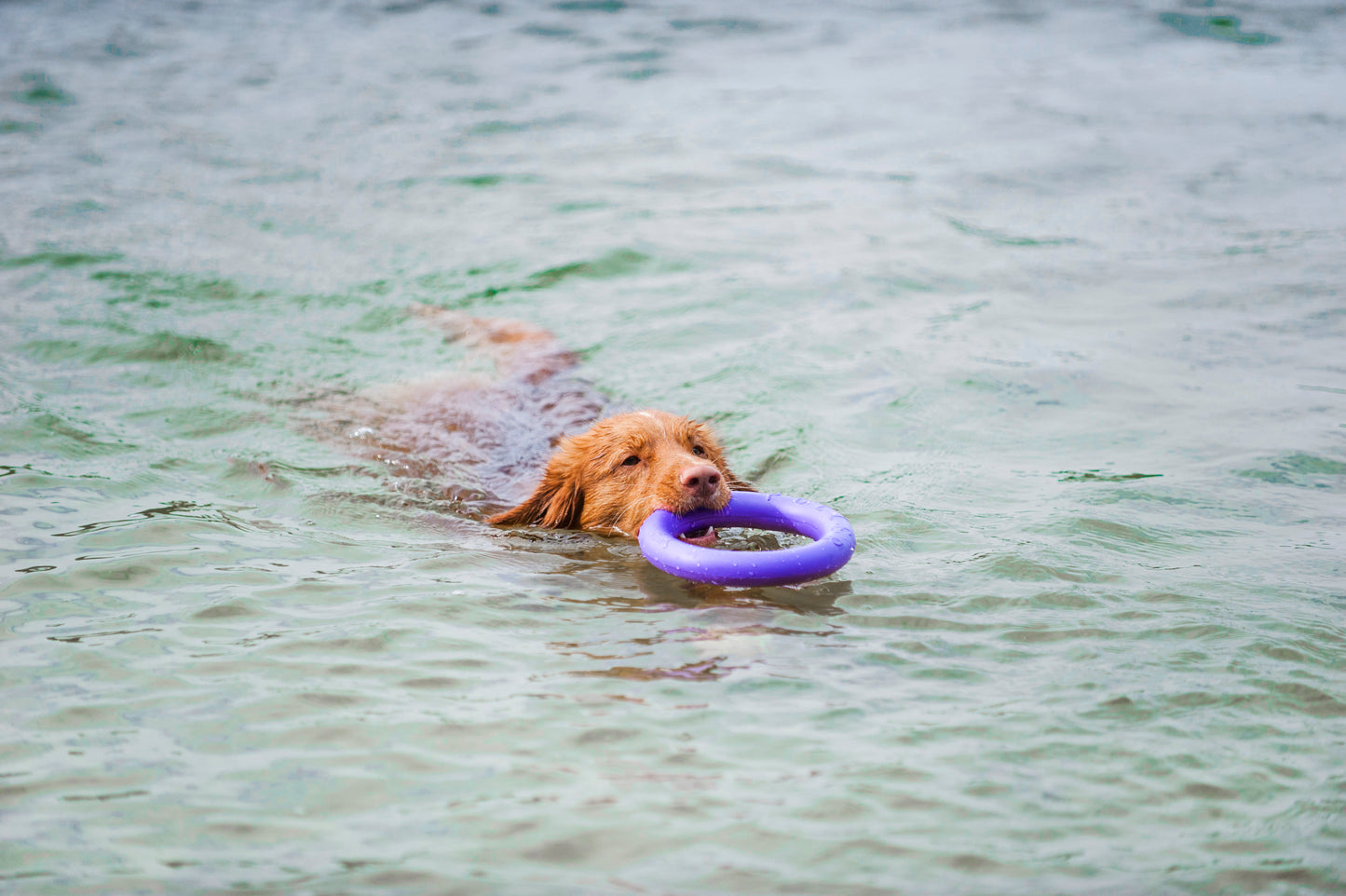 Collar Rubber Puller Dog Fitness Tool Midi