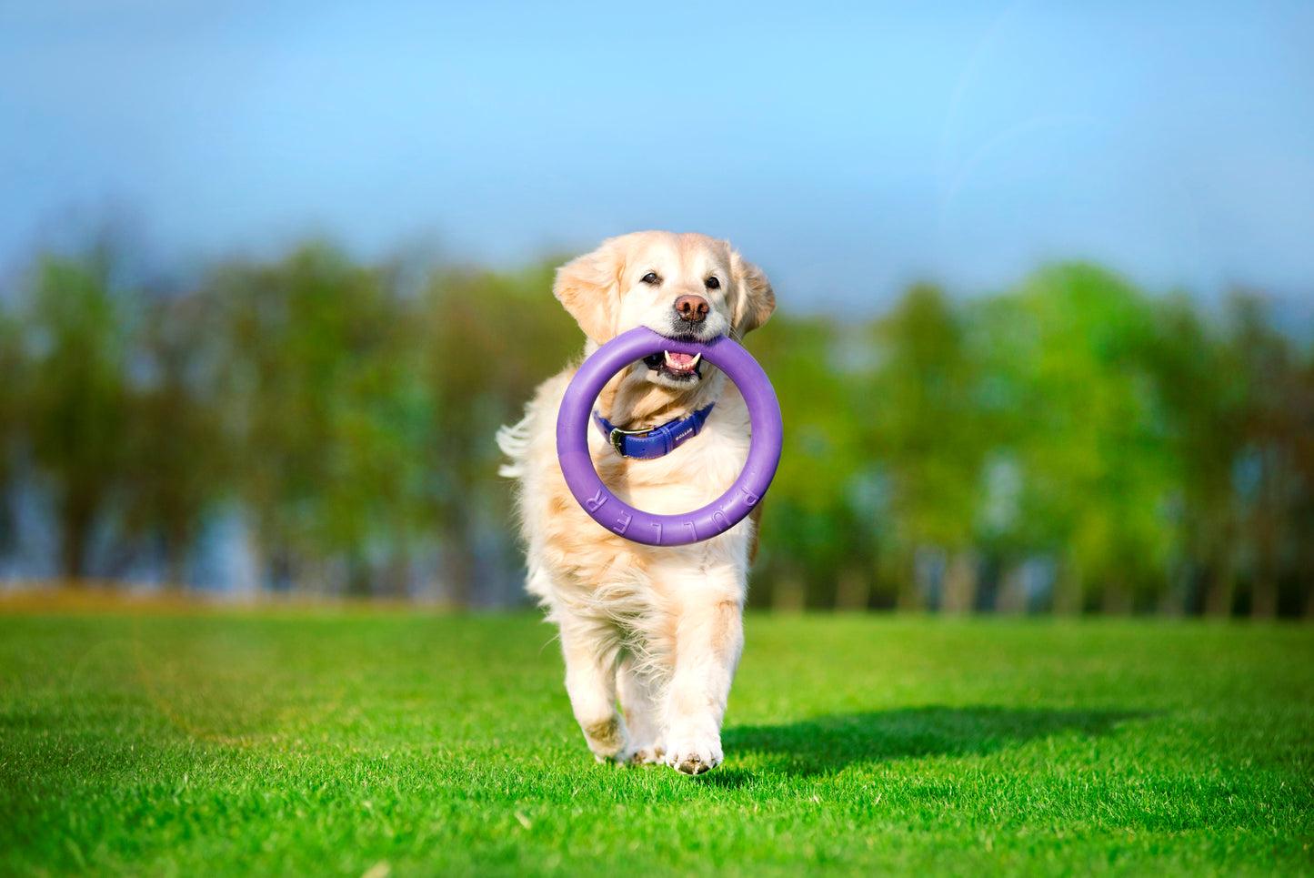 Collar Rubber Puller Dog Fitness Tool Standard