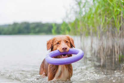 Collar Rubber Puller Dog Fitness Tool Standard