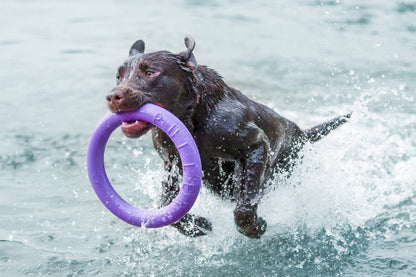 Collar Rubber Puller Dog Fitness Tool Standard