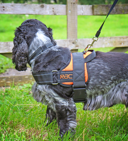 Rac Advanced Polyster Walking Dog Harness