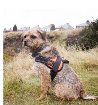Rac Advanced Polyster Walking Dog Harness