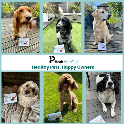 Pet Health Testing Dog-Food Intolerance Test Kit