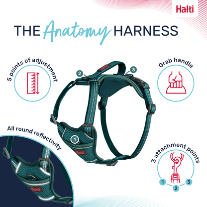 Halti Anatomy Dog Harness - Teal
