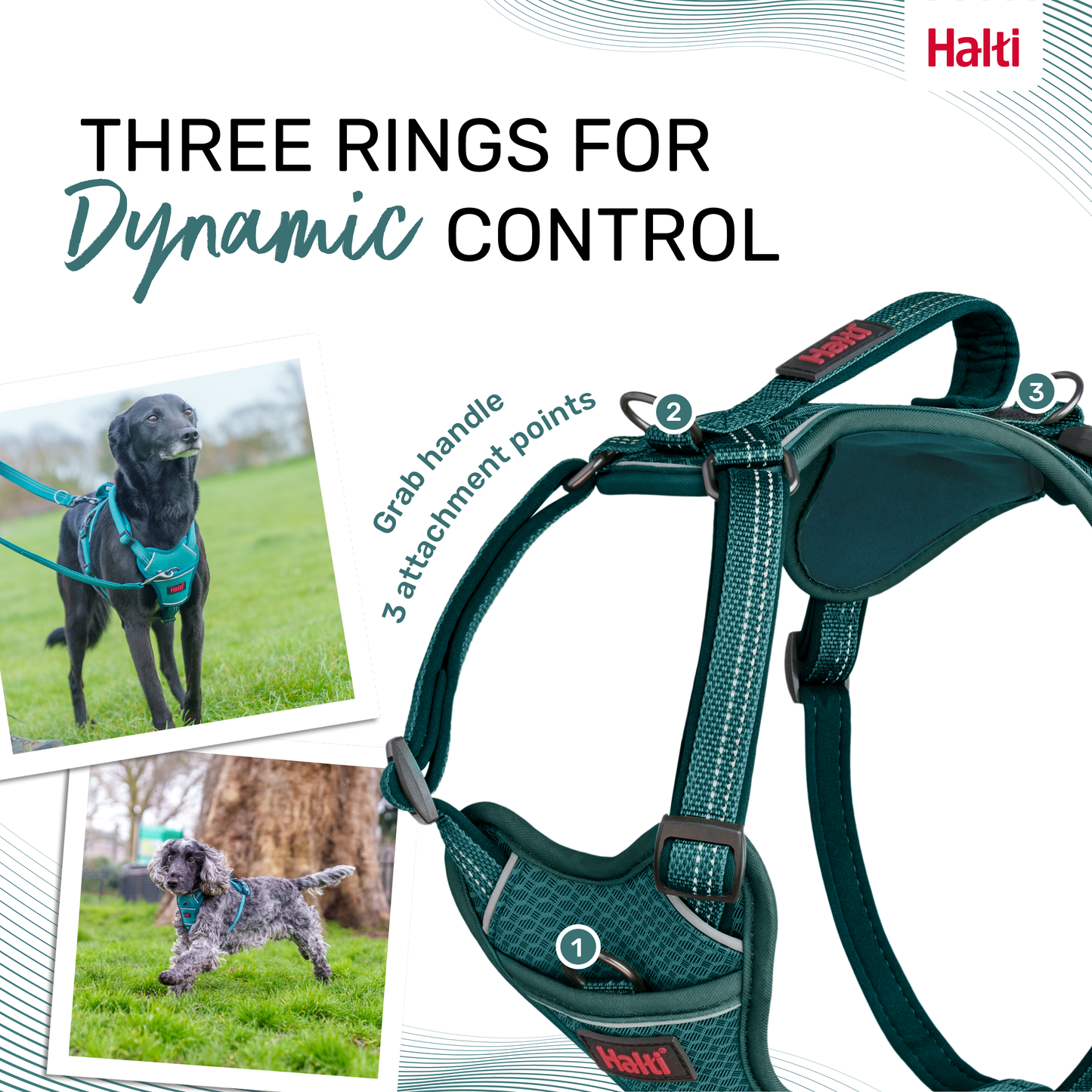 Halti Anatomy Dog Harness - Teal