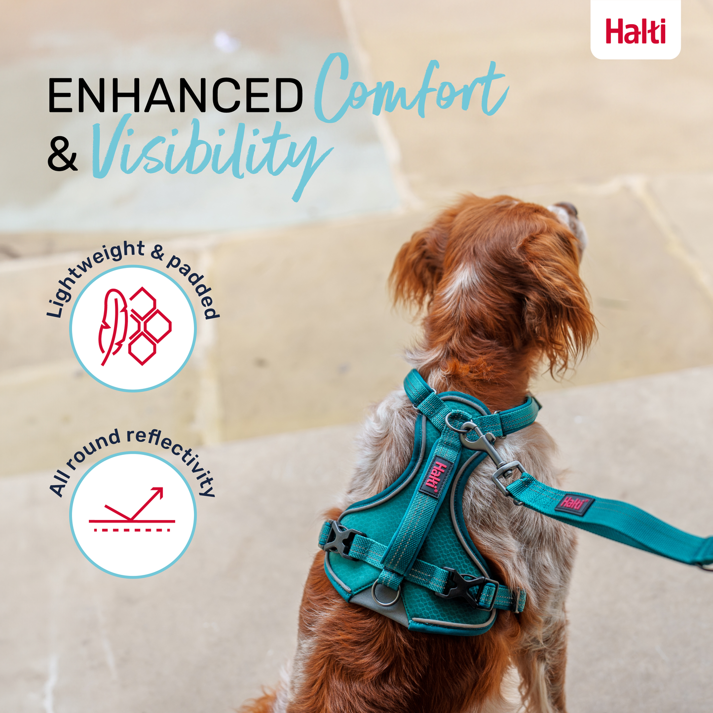 Halti Anatomy Dog Harness - Teal