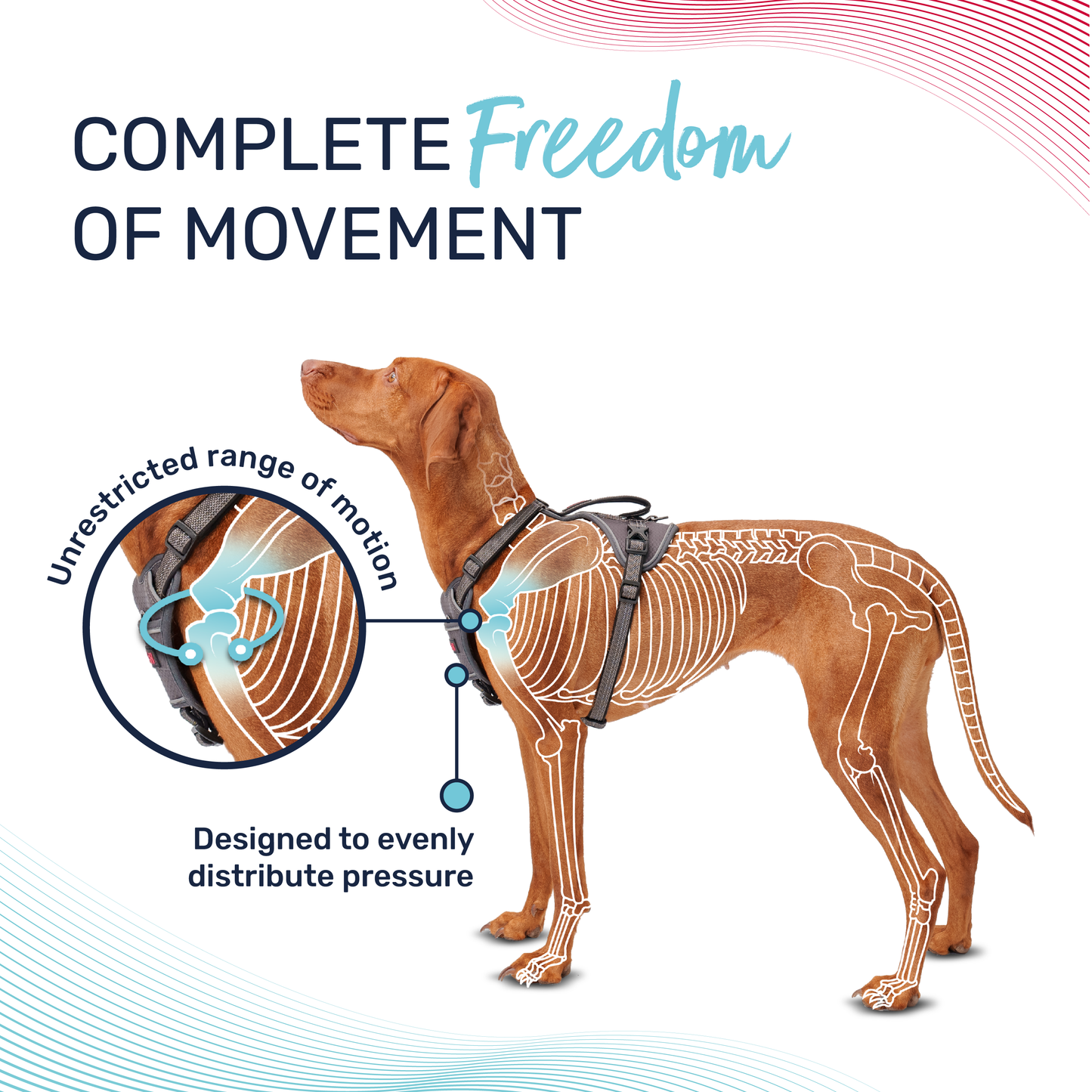 Halti Anatomy Dog Harness - Teal