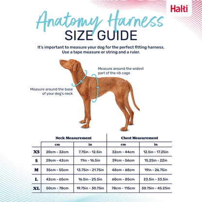 Halti Anatomy Dog Harness - Teal