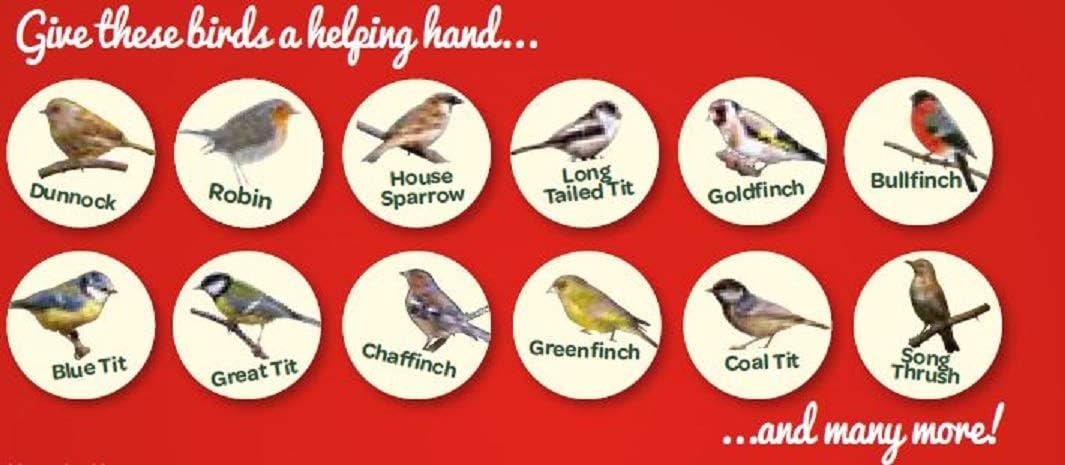 Peckish Winter Warmer Extra Energy Suet Cake for Wild Birds