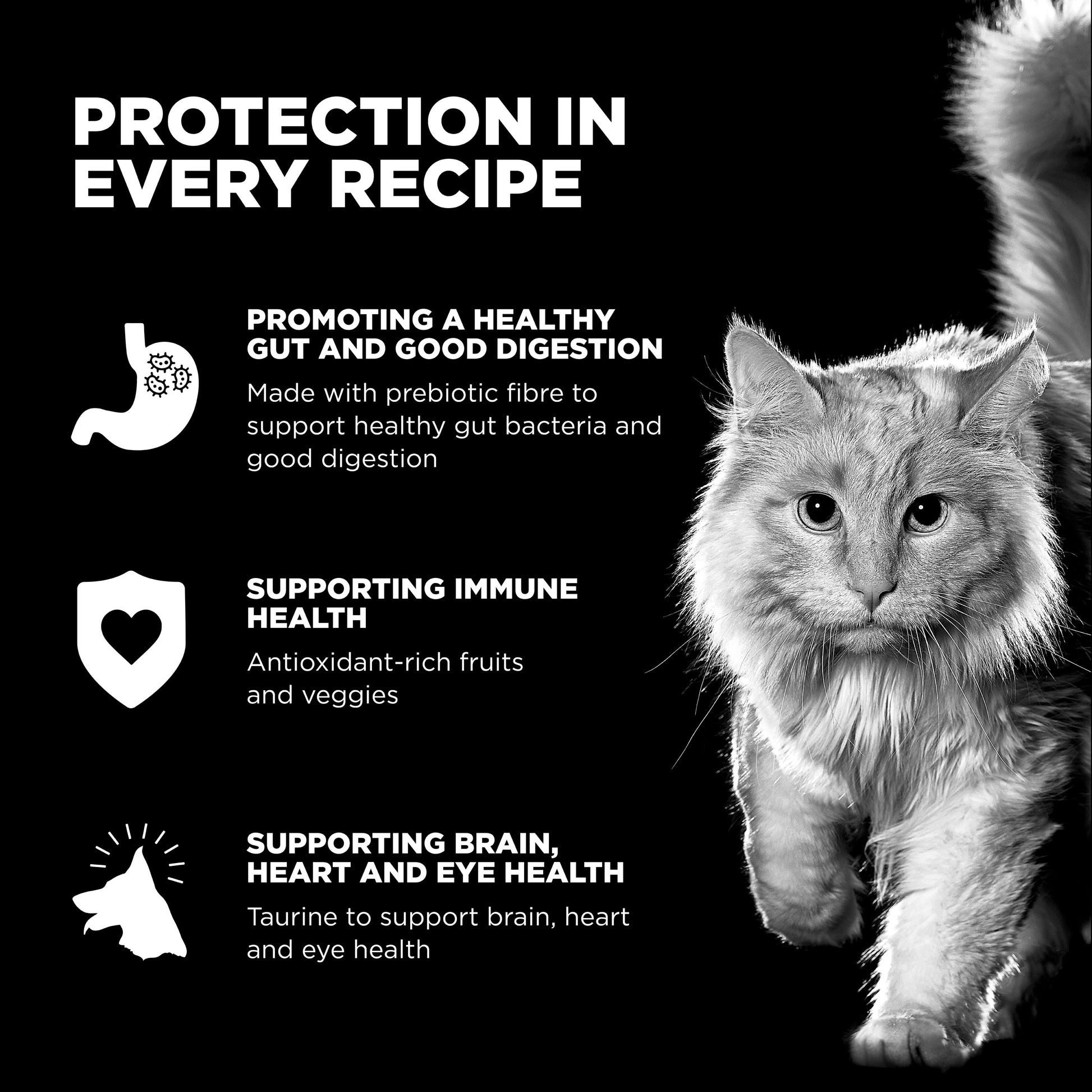 Why Cats are Good for Health: Surprising Benefits You Need