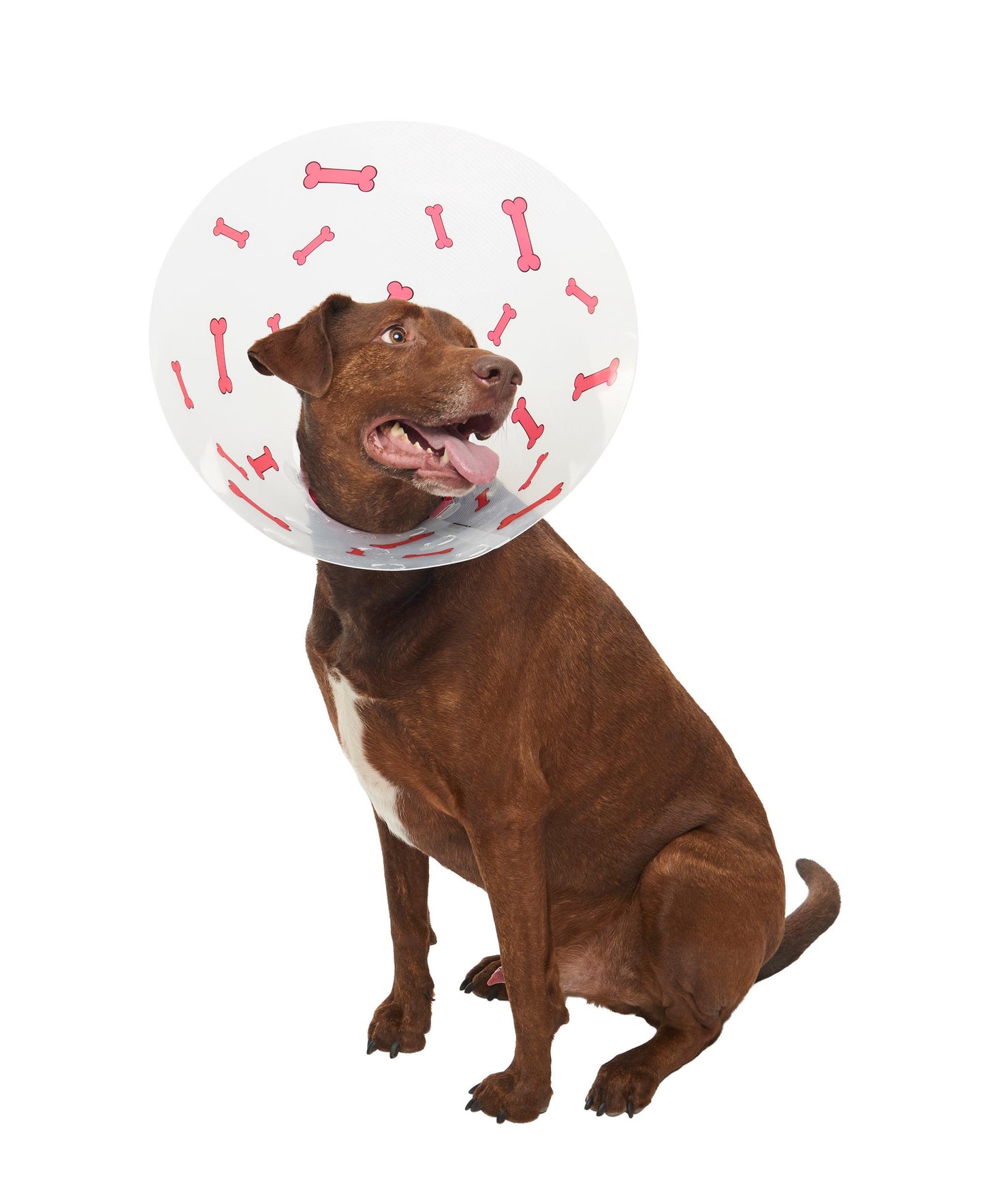 Buster Design Dog Collar Bones - Red