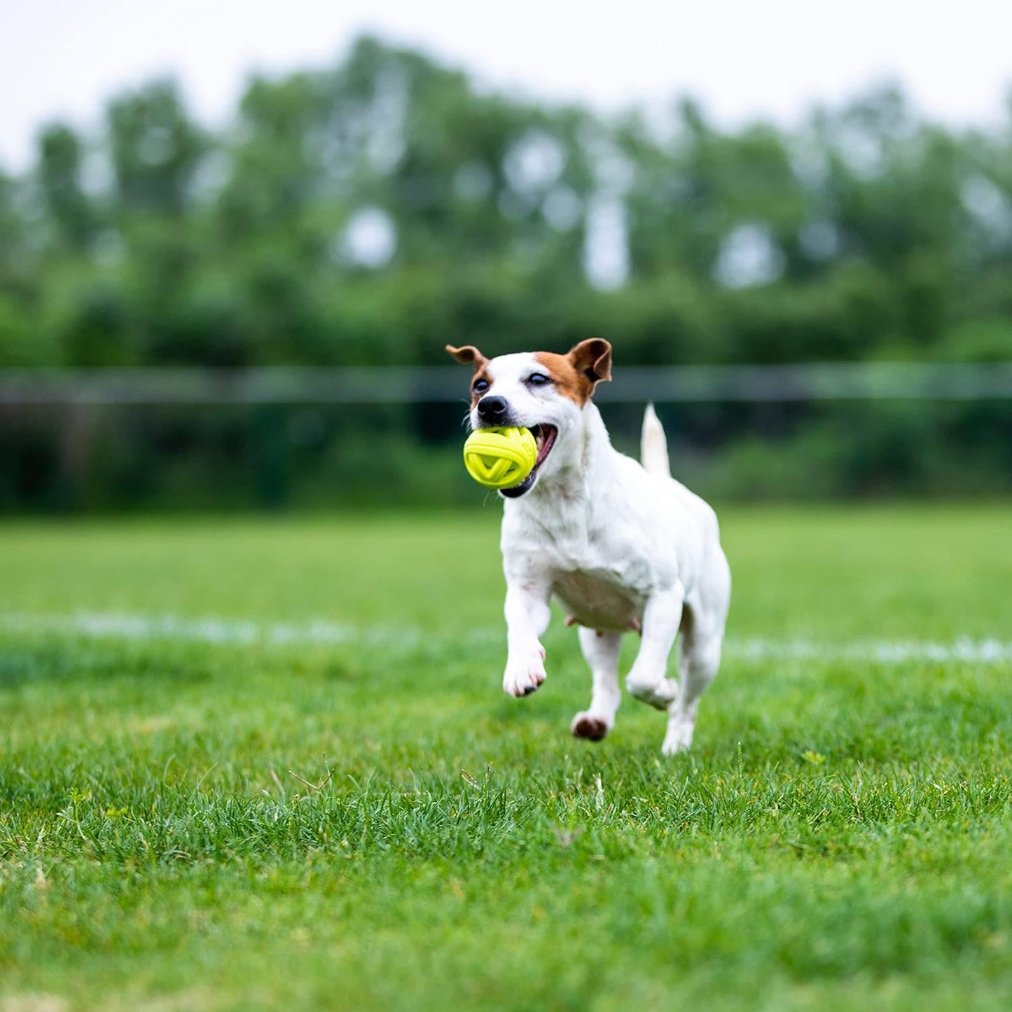 Skipdawg Breezy Ball for Dogs 2 Pack