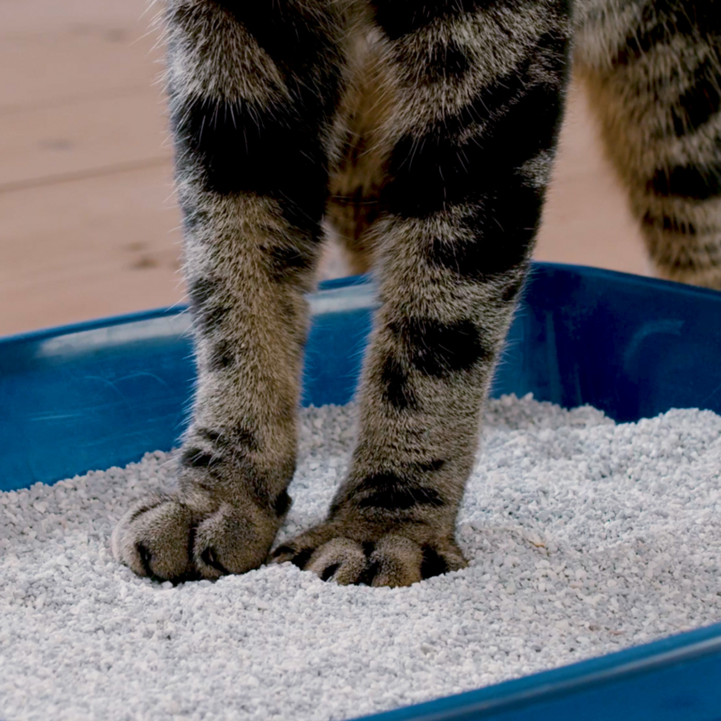 Ever Clean Extra Strength Un-Scented Cat Litter