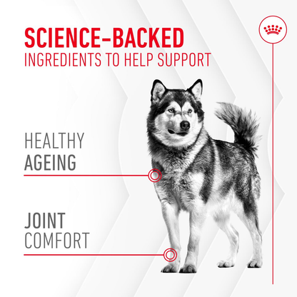 Royal Canin Joint & Ageing Soft Chews Adult Dog Supplements
