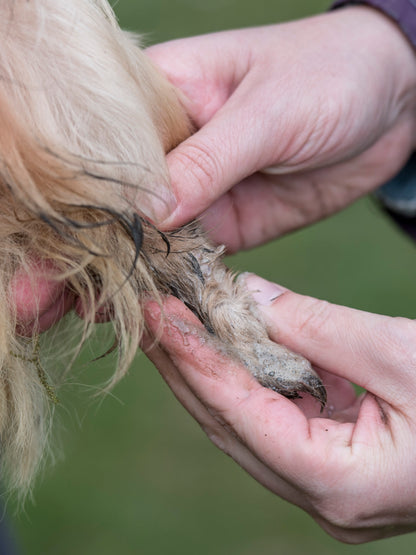 Nilaqua Pets The Muddy Paws Towel Off Dog Shampoo