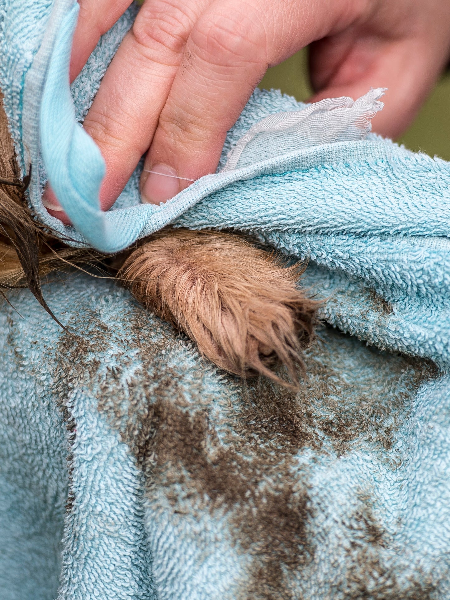 Nilaqua Pets The Muddy Paws Towel Off Dog Shampoo