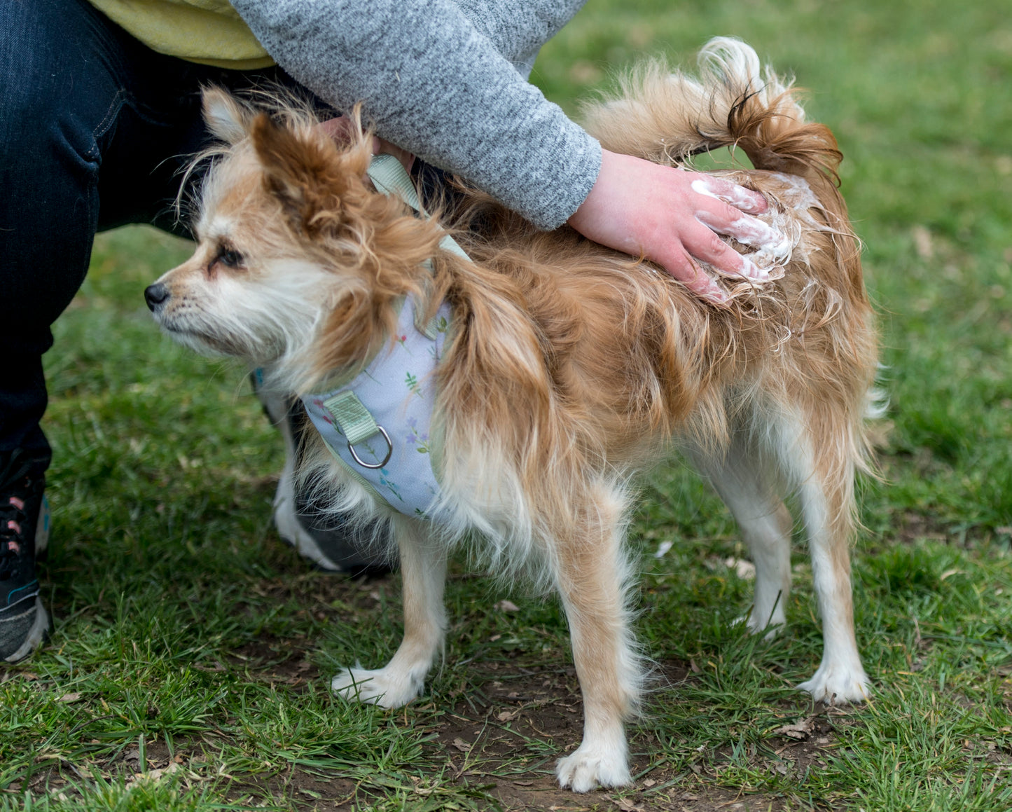 Nilaqua Pets The Muddy Paws Towel Off Dog Shampoo