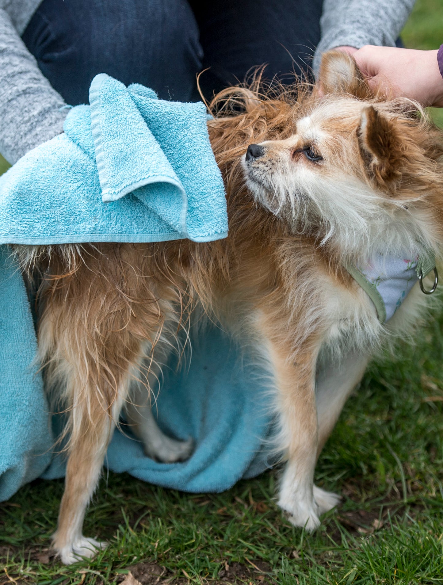 Nilaqua Pets The Muddy Paws Towel Off Dog Shampoo