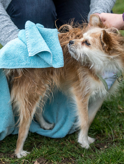 Nilaqua Pets The Muddy Paws Towel Off Dog Shampoo
