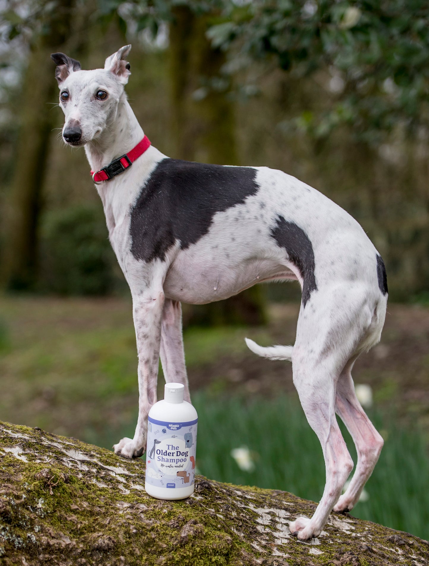 Nilaqua Pets The Older Dog Towel Off Dog Shampoo