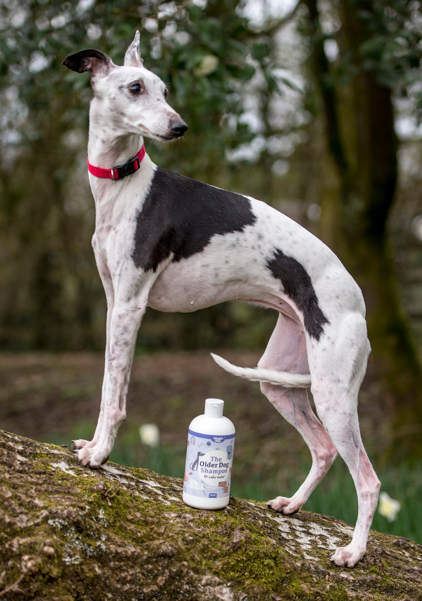 Nilaqua Pets The Older Dog Towel Off Dog Shampoo