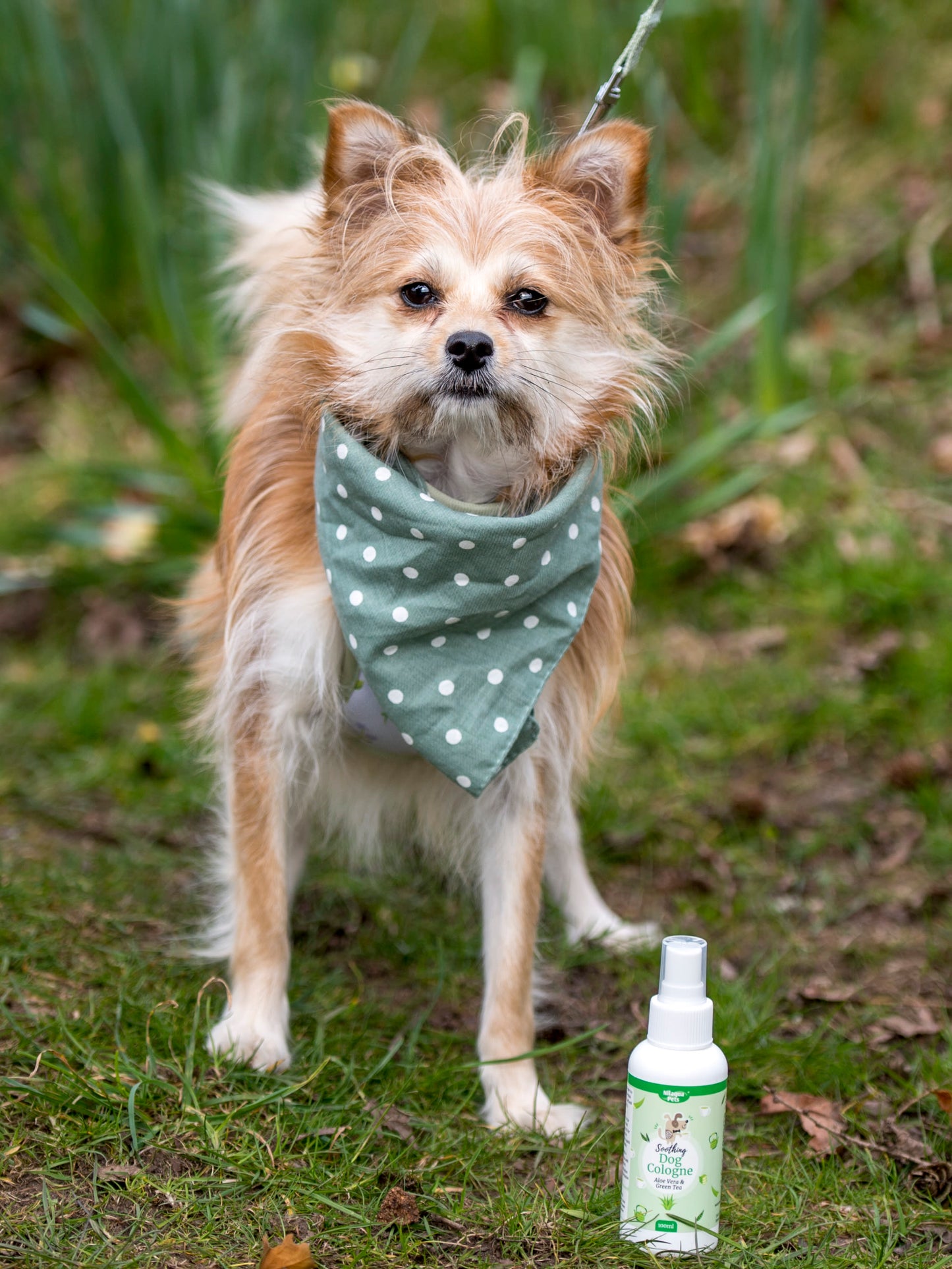 Nilaqua Pets Green Tea and Cucumber Dog Cologne