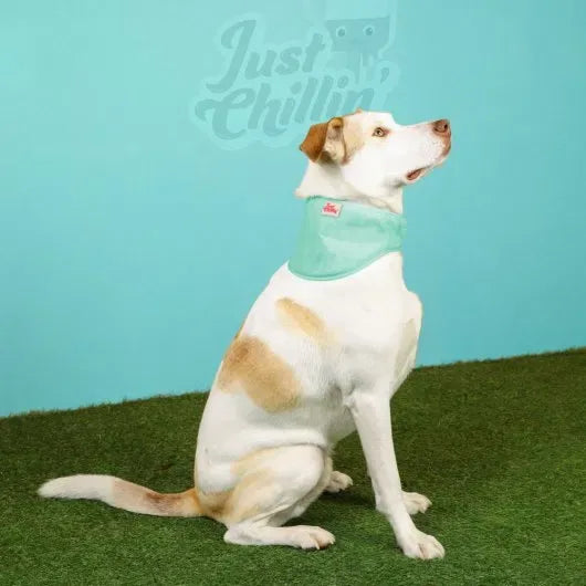 Just Chillin' Cooling Bandana Dog Collar