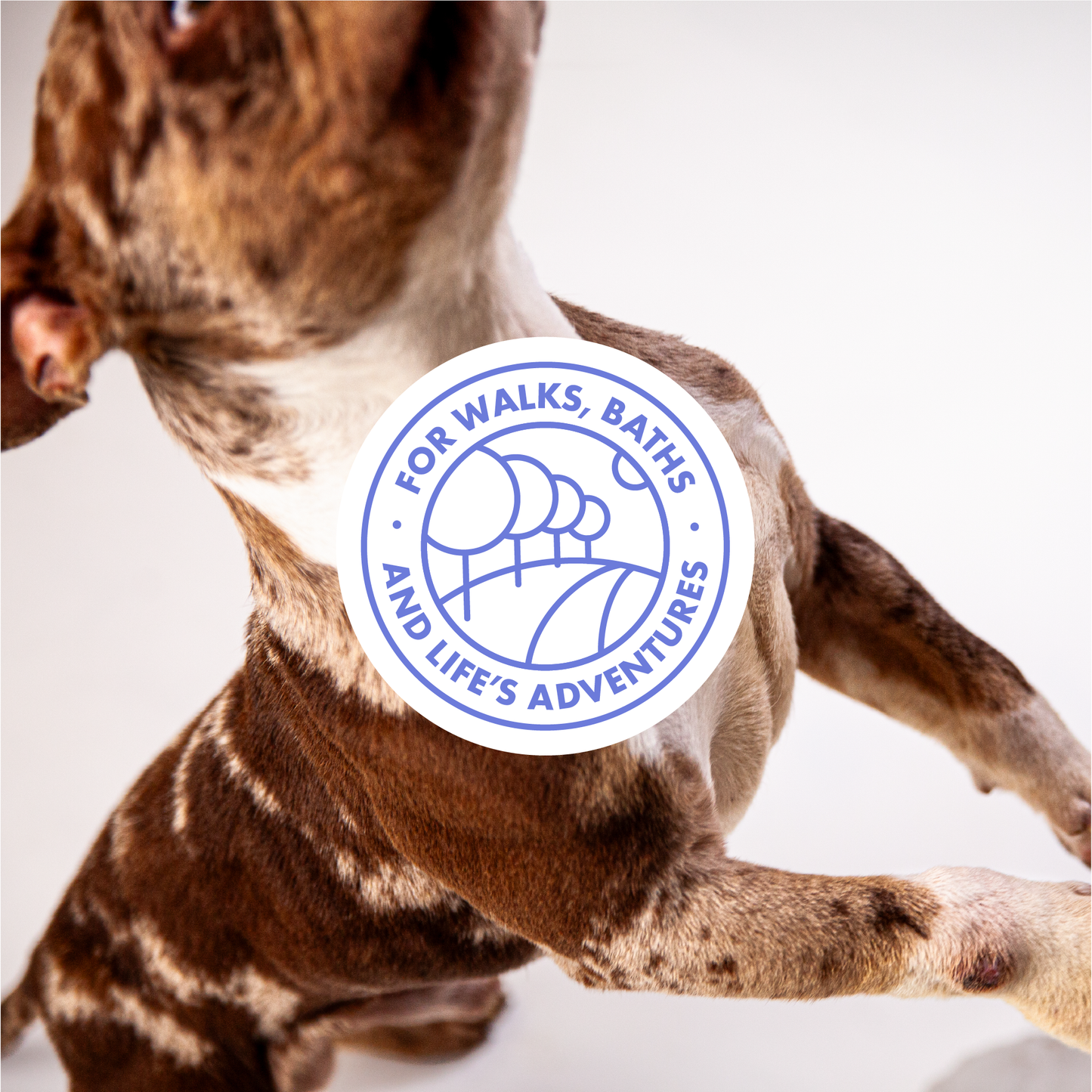 DotDotPet Biodegradable Mini Eco Dog Towels - 10 Pack