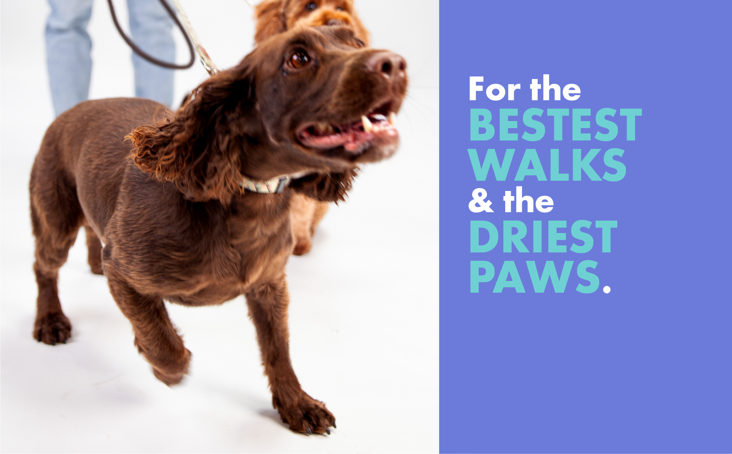 DotDotPet Biodegradable Mini Eco Dog Towels - 10 Pack