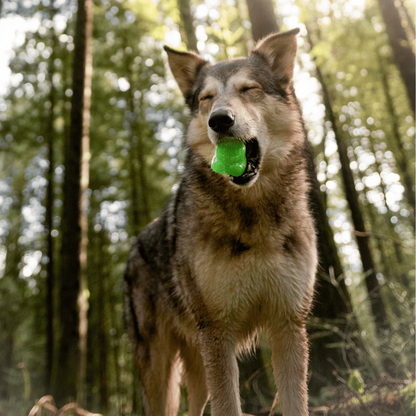BARK Munchie The Bear Dog Toy
