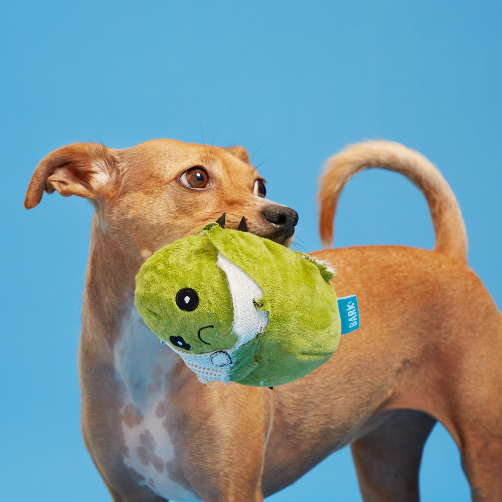 barkbox succulent toy BARK Consuela The Cactus Dog Toy – Pet Supermarket