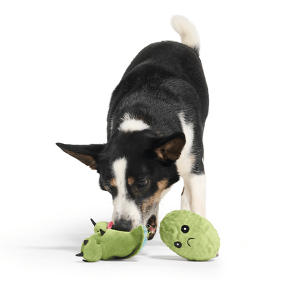 BARK Consuela The Cactus Dog Toy – Pet Supermarket