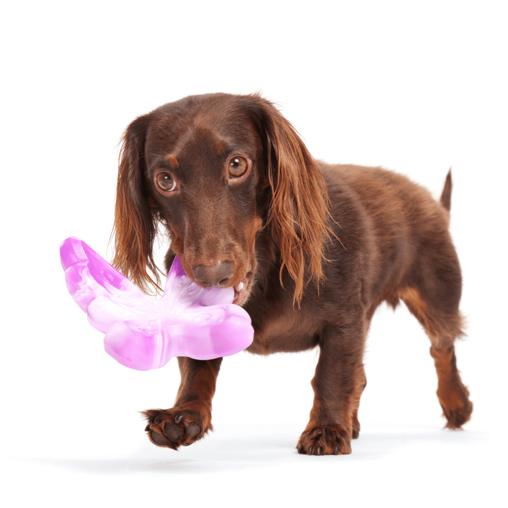 BARK Fairy Dogmother Dog Toy