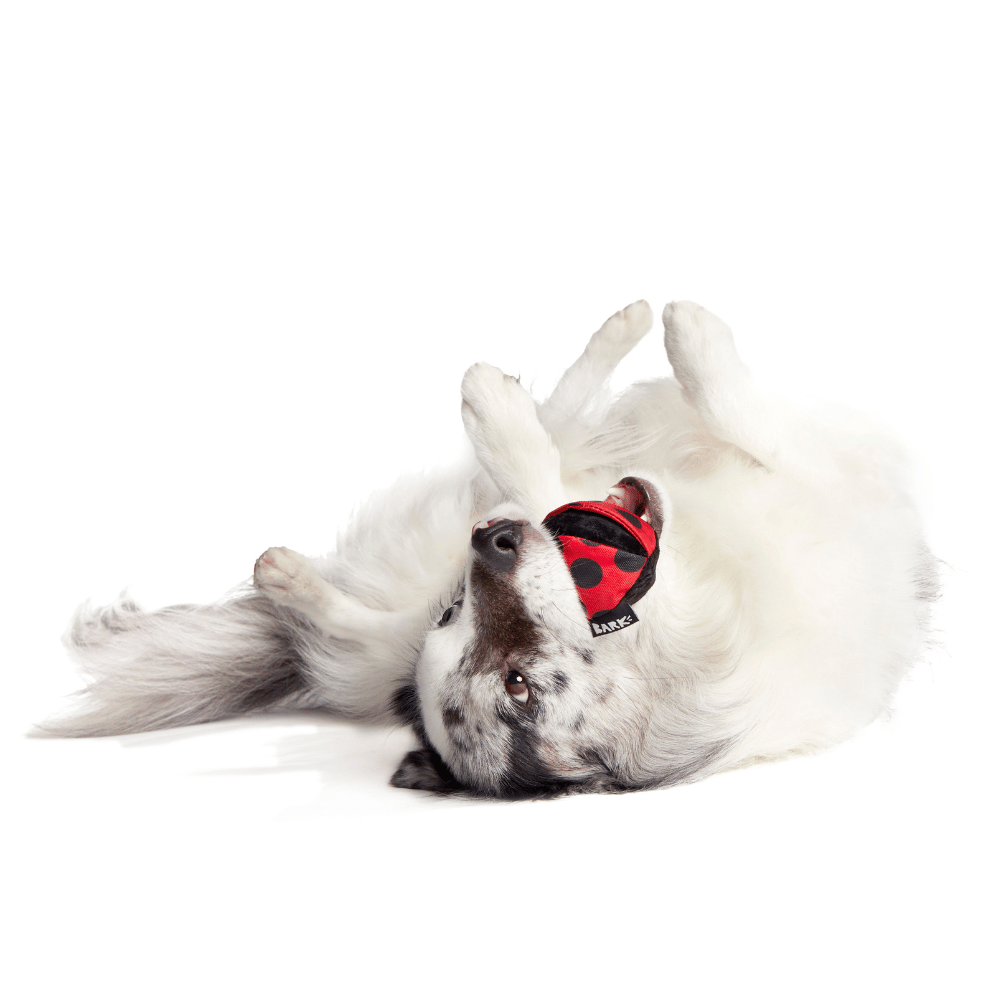 BARK Lady Bugsy Dog Toy