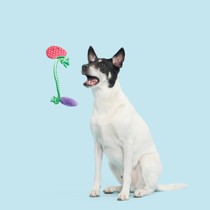 BARK Best Berry Friends Dog Toy