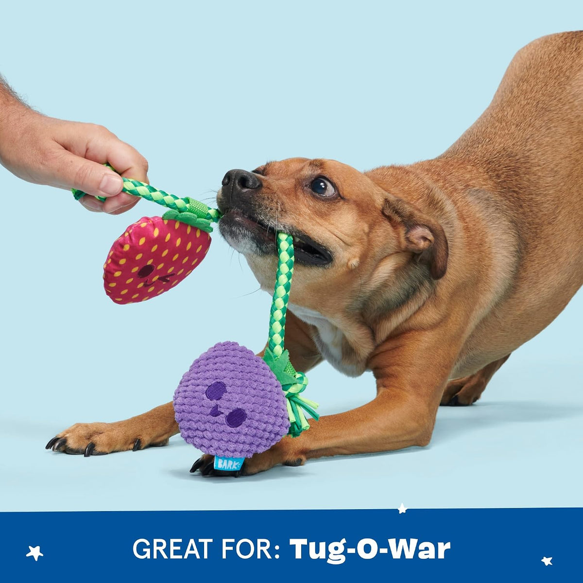 BARK Best Berry Friends Tug Dog Toy
