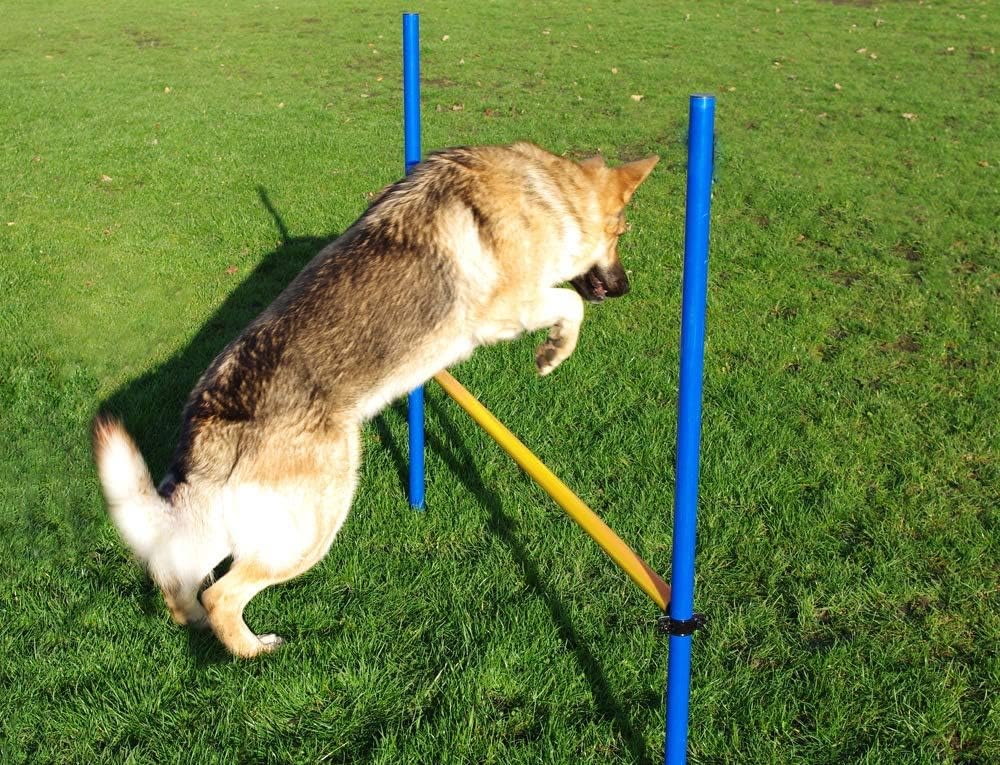 Pet Brands Agility Hurdle Jump for Dogs