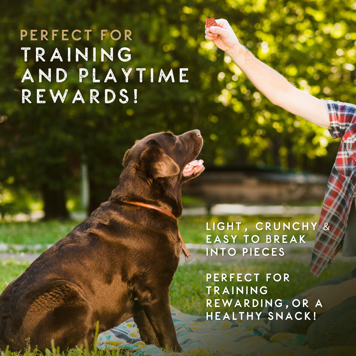 Elkwood Sponge Dental Training Treats | 100g