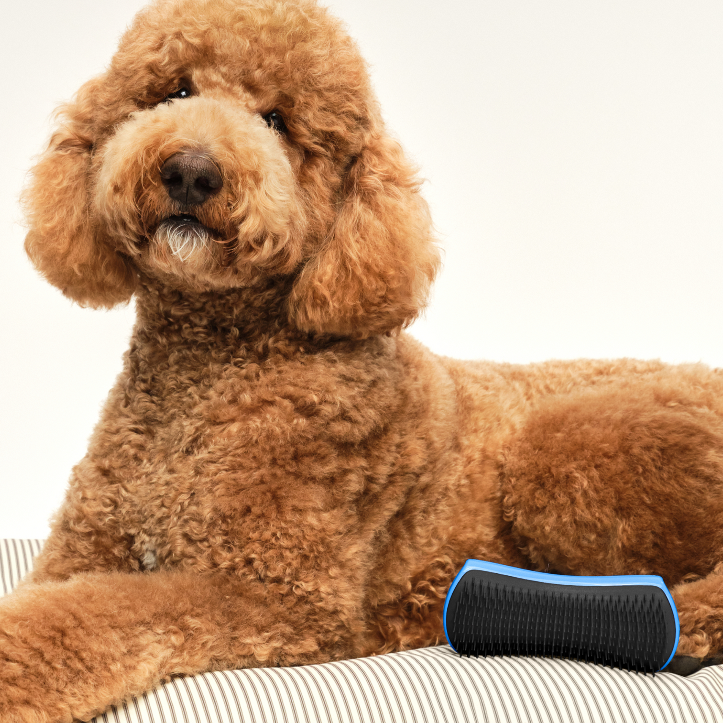 Pet Teezer Detangling Dog Grooming Brush Blue Large